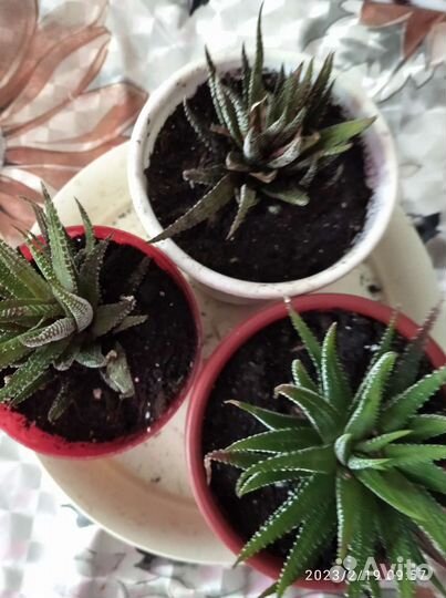 Хавортия полосатая. толстянка, кактус