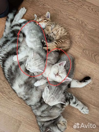 Британские котята