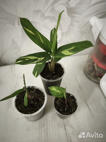 Ктенанта лубберса