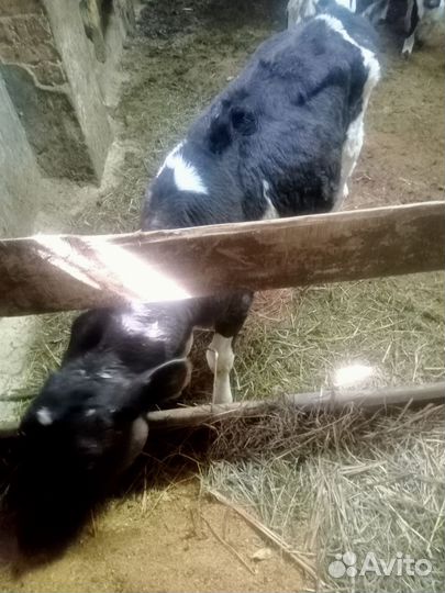 Бычки и тёлки овцы