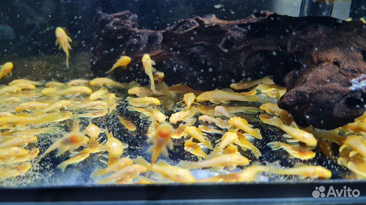 Анциструс альбинос