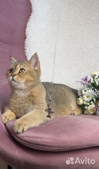 Британский кот подросток золотая шиншилла ny25