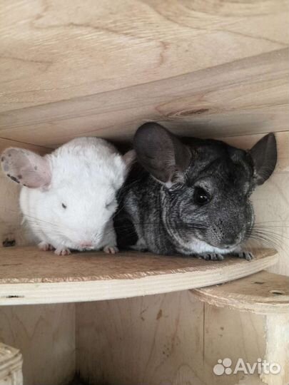 Семья шиншилл с витриной