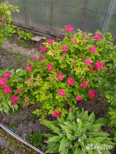 Роза красная плетистая Фламментанц