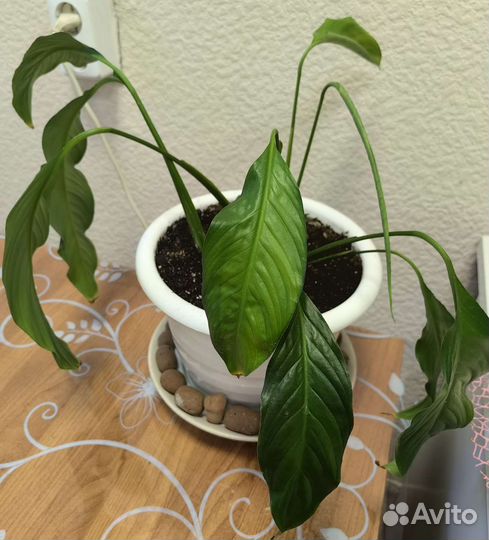 Спатифиллум