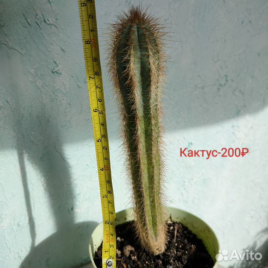 Продам цветы комнатные