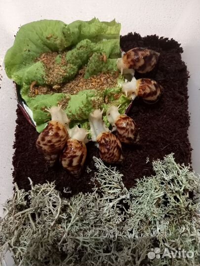Улитки Ахатины Альбино