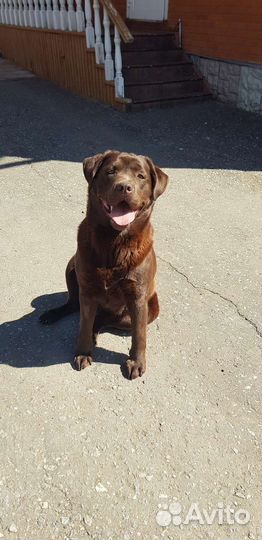 Щенки лабрадора