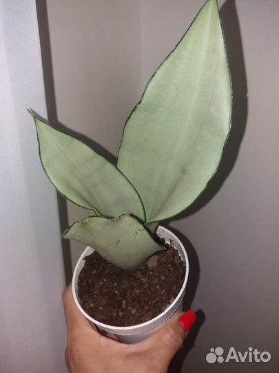 Сансевиерия муншайн