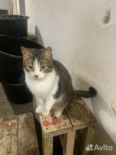 Котята в добрые руки мальчики