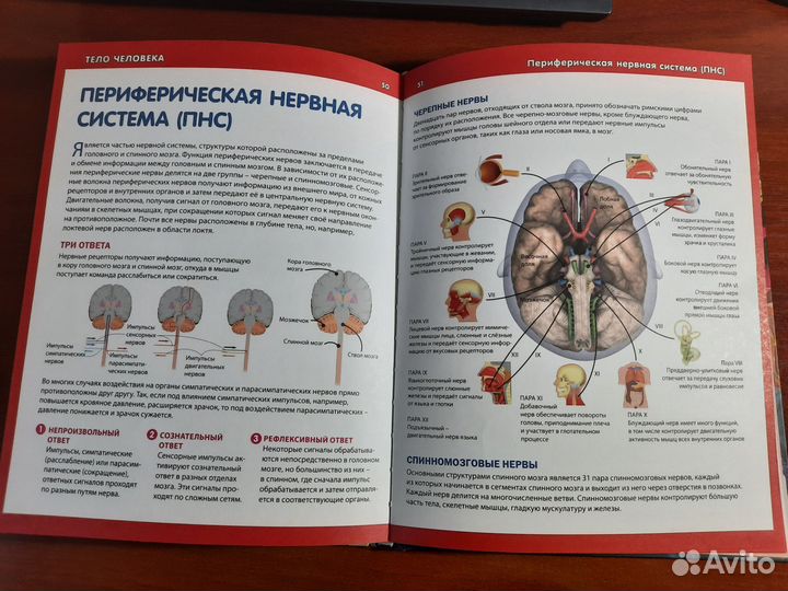 Книга тело человека