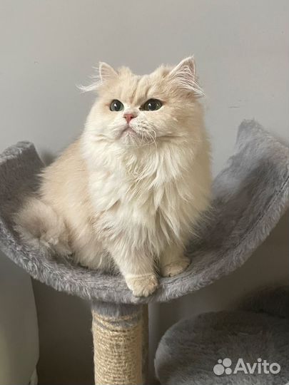 Британская красавица