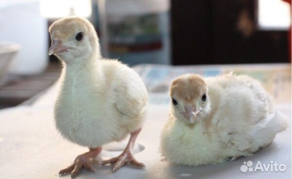 Индюшата биг-6 в наличии