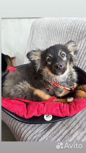 Лучший щенок в добрые руки