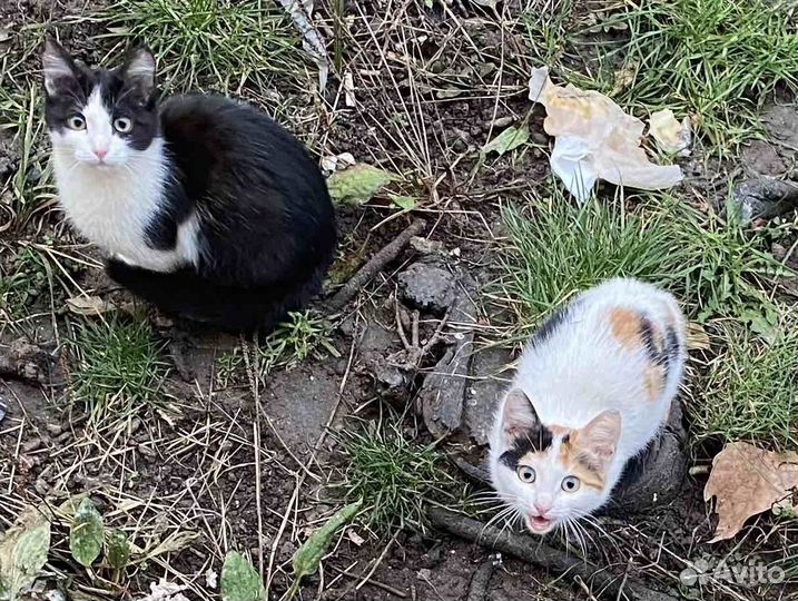 Малыши в добрые ручки