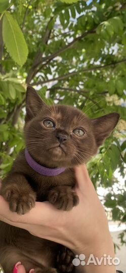 Бурманские котята