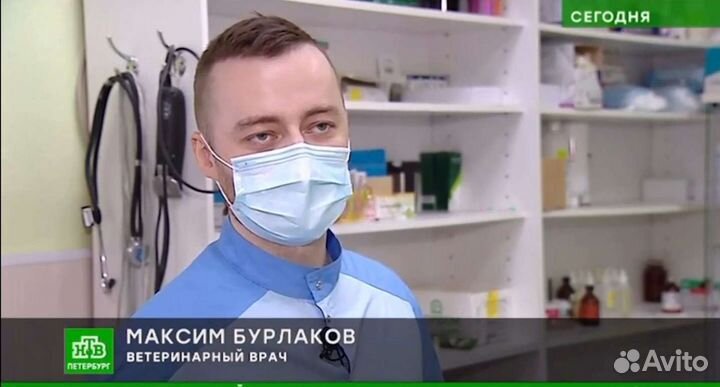 Вет. врач. Стерилизация кошек и собак на дому