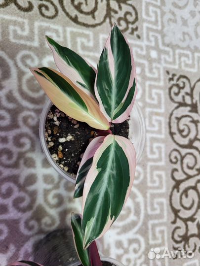 Строманта триколор