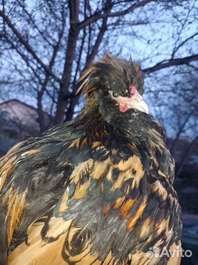 Цыплята микс,утята,петух Павловловское Золото