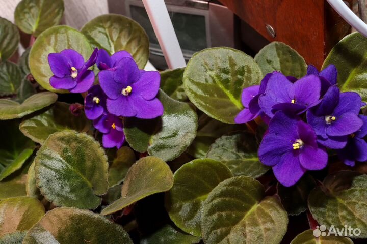 Сенполии, Узамбарские фиалки