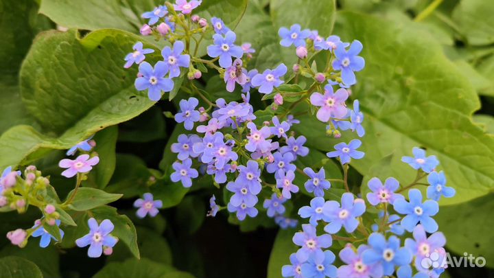 Пролеска,любисток,незабудки, жасмин, пион, мята
