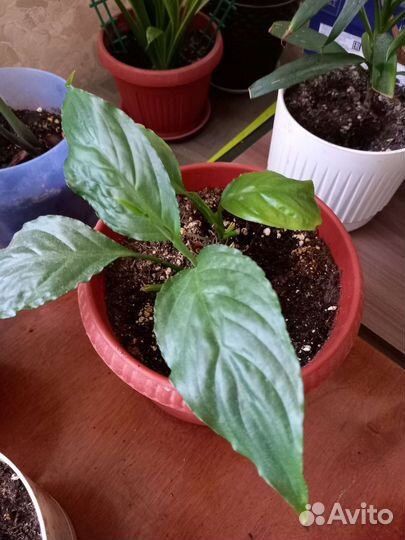 Домашние растения