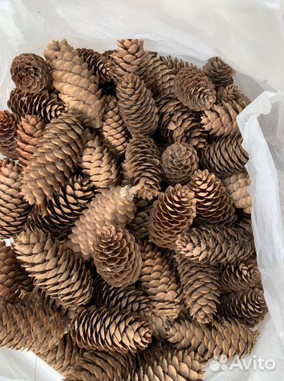 Еловые шишки