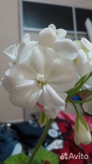 Пеларгония герань