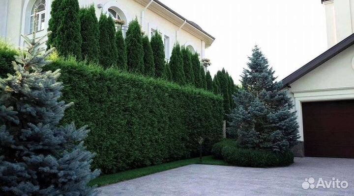 Туи с доставкой