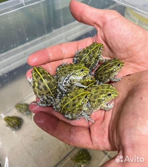 Лягушка водонос