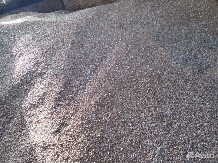 Зерно пшеница