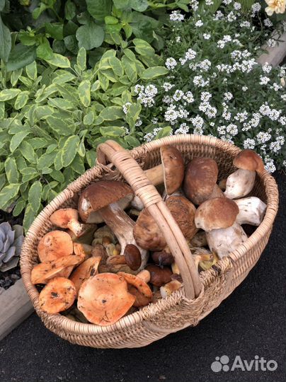 Грибы соленые, сушеные:белый, рыжик, лисичка