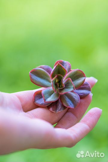 Эхеверия. Суккуленты почтой