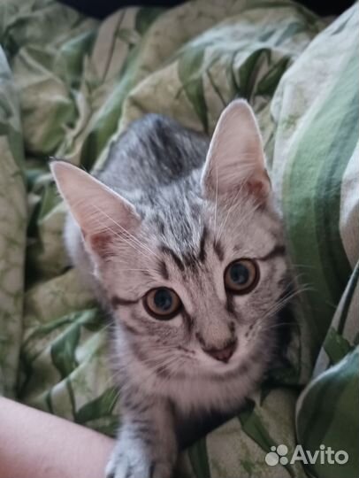 Котёнок