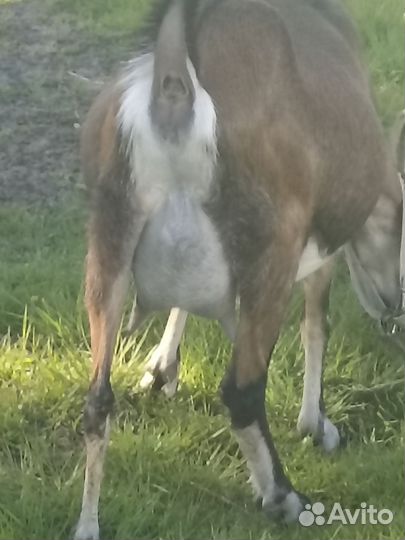 Баранчики, коза котная. Обмен