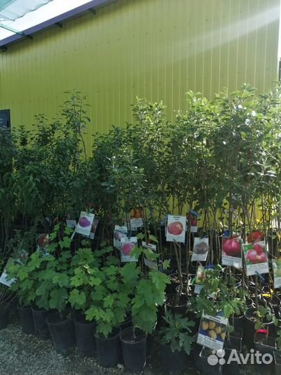 Саженцы декоративных, лиственных, плодовых и т.д