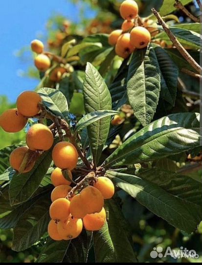 Мушмула японская