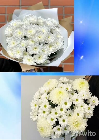 Хризантема