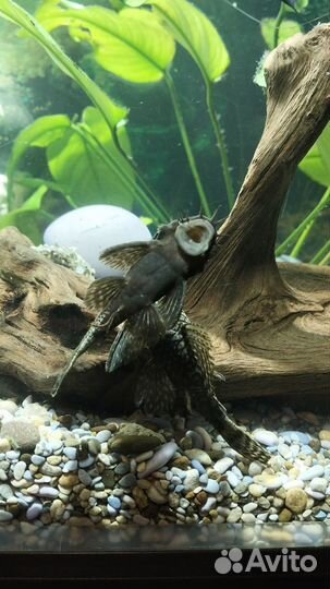 Сомики анциструсы