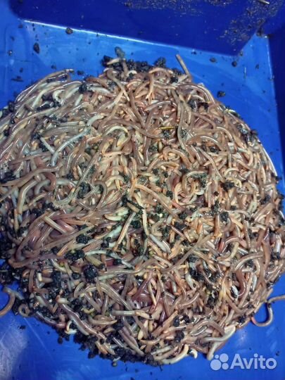 Черви для рыбалки дендробена