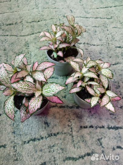 Фиттония микс