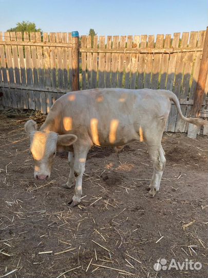 Бык. Чистый сементал