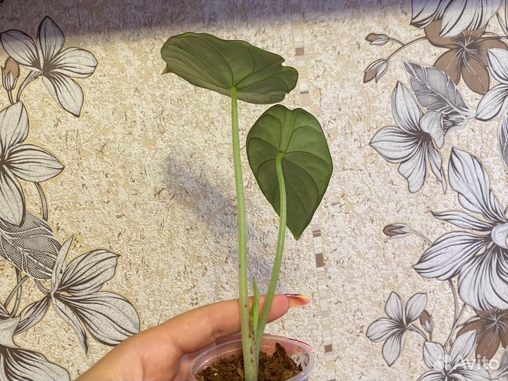 Алоказия Red Grey