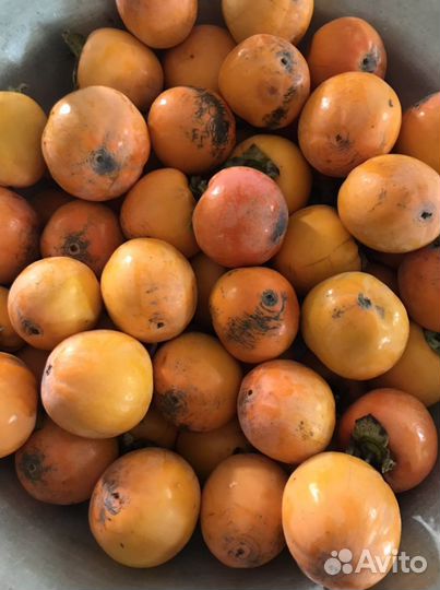 Королек с хурмой опыленный