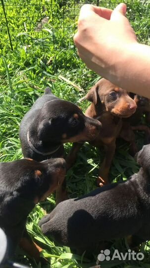 Щенки добермана