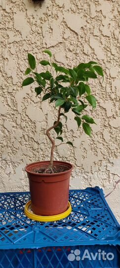 Фикус Бенджамина