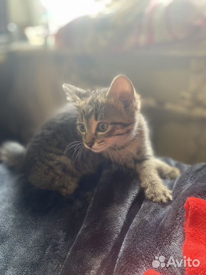 Котенок девочка