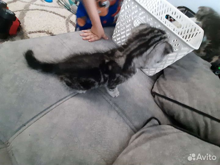 Британский котёнок