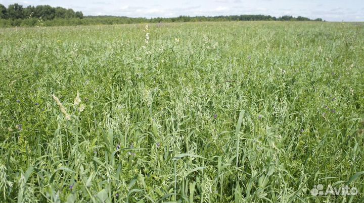 Сено вика овес тюки (укос 2023)