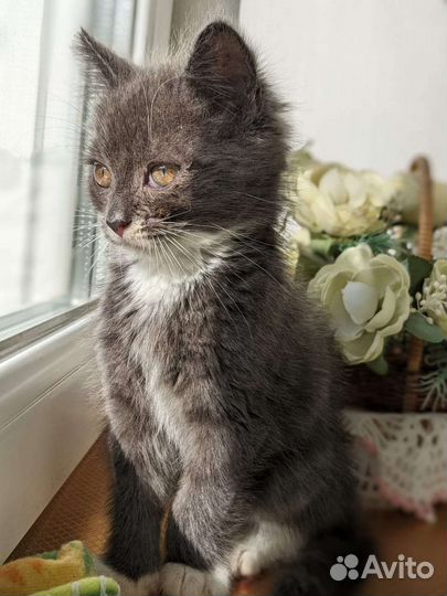 Котята от британской кошки